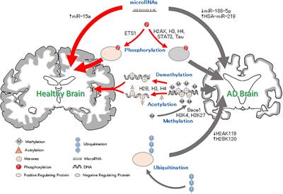 Epigenetics in Alzheimer’s Disease